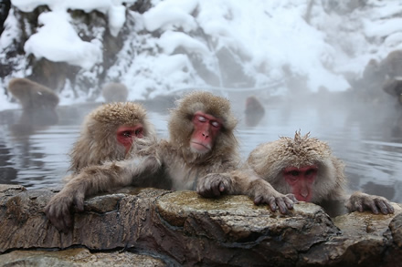 Monkeys onsen